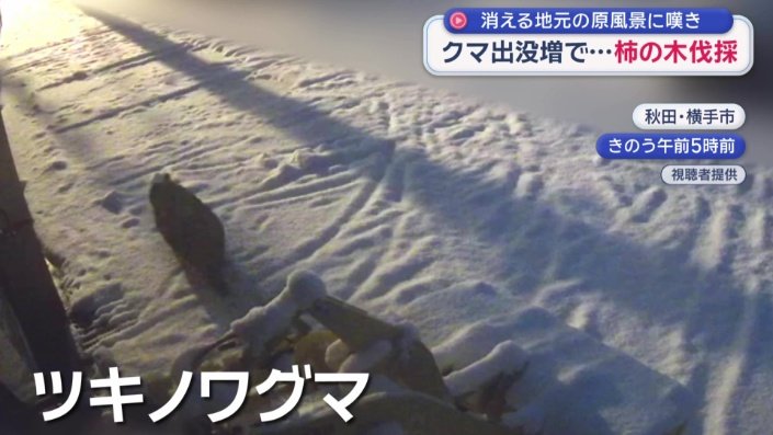 10日の早朝にツキノワグマが現れた