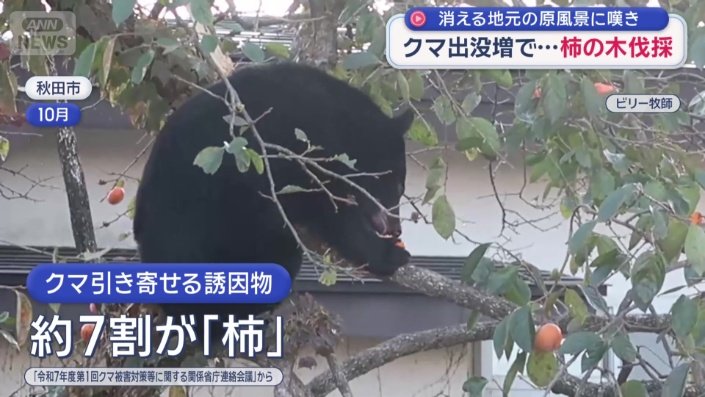 柿の木の伐採作業が行われた