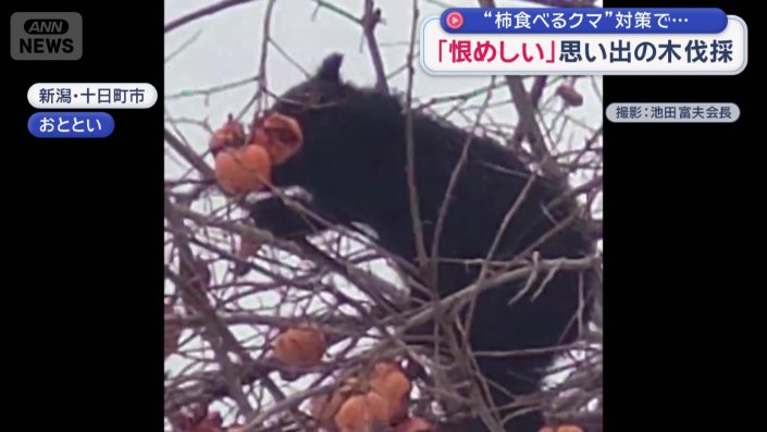 柿を食べるクマの姿