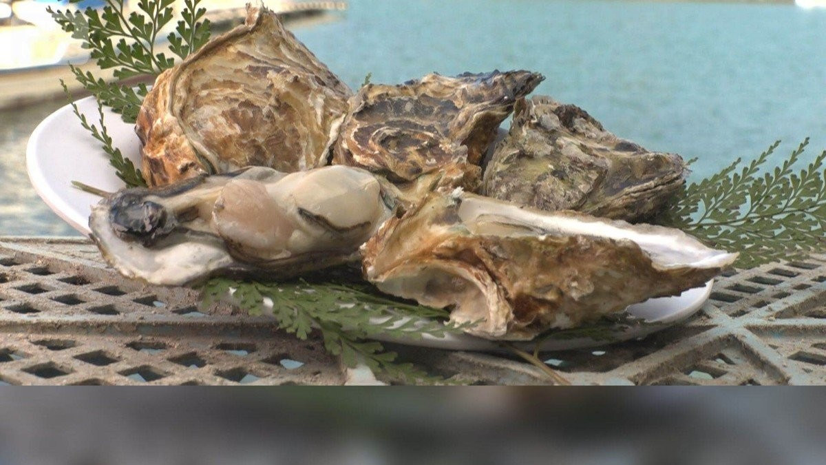 歴史的不漁のカキ 三重では水揚げ大幅増なぜ? 瀬戸内海で9割大量死も【詳細版】
