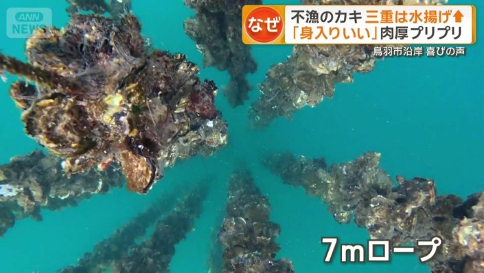 透明度が高い海の中にたくさんのカキ