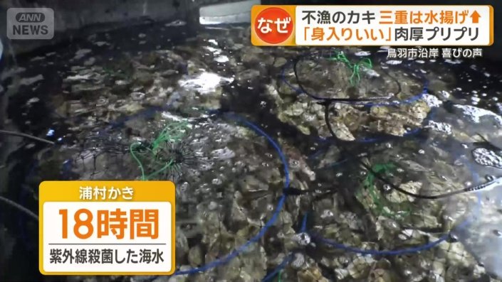 紫外線で殺菌した海水に18時間さらして浄化