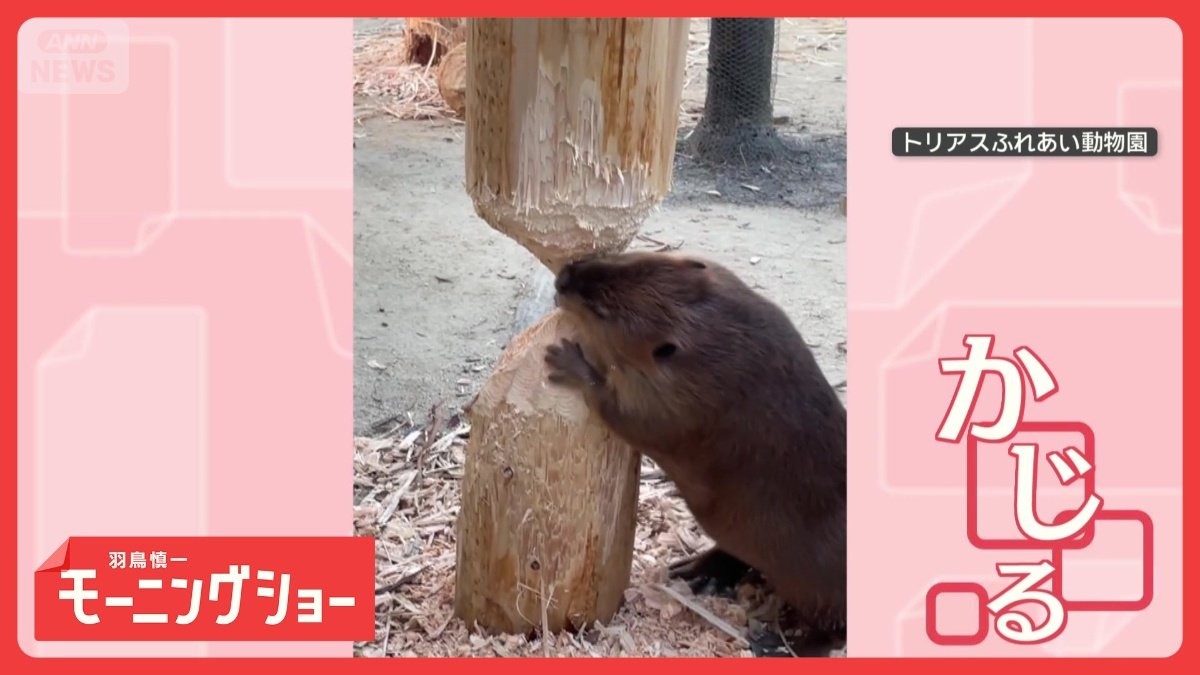 「ぼくにはもっと大切なことがある!」急に木をかじるのをやめた アメリカビーバー