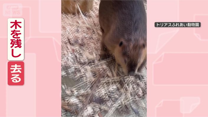 木をかじっている場合じゃないわ