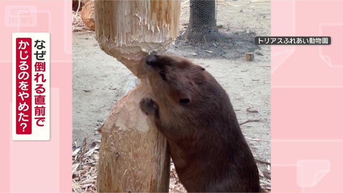 ムクくんは、なぜやめたのか