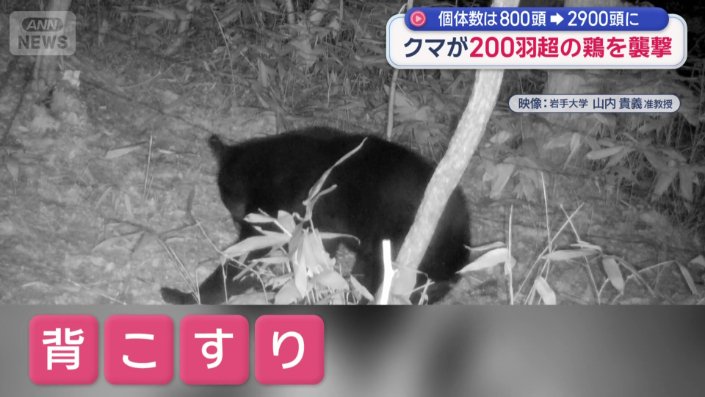 「背こすり」をする習性を生かして毛を採取