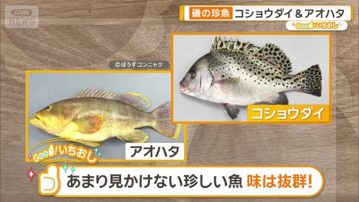 アオハタとコショウダイ