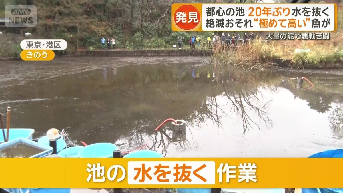 自然教育園で池の水を抜く作業