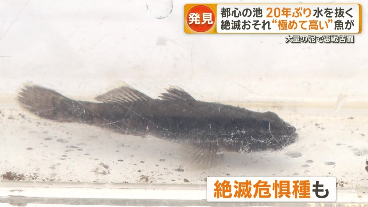 貴重な絶滅危惧種「クロダハゼ」