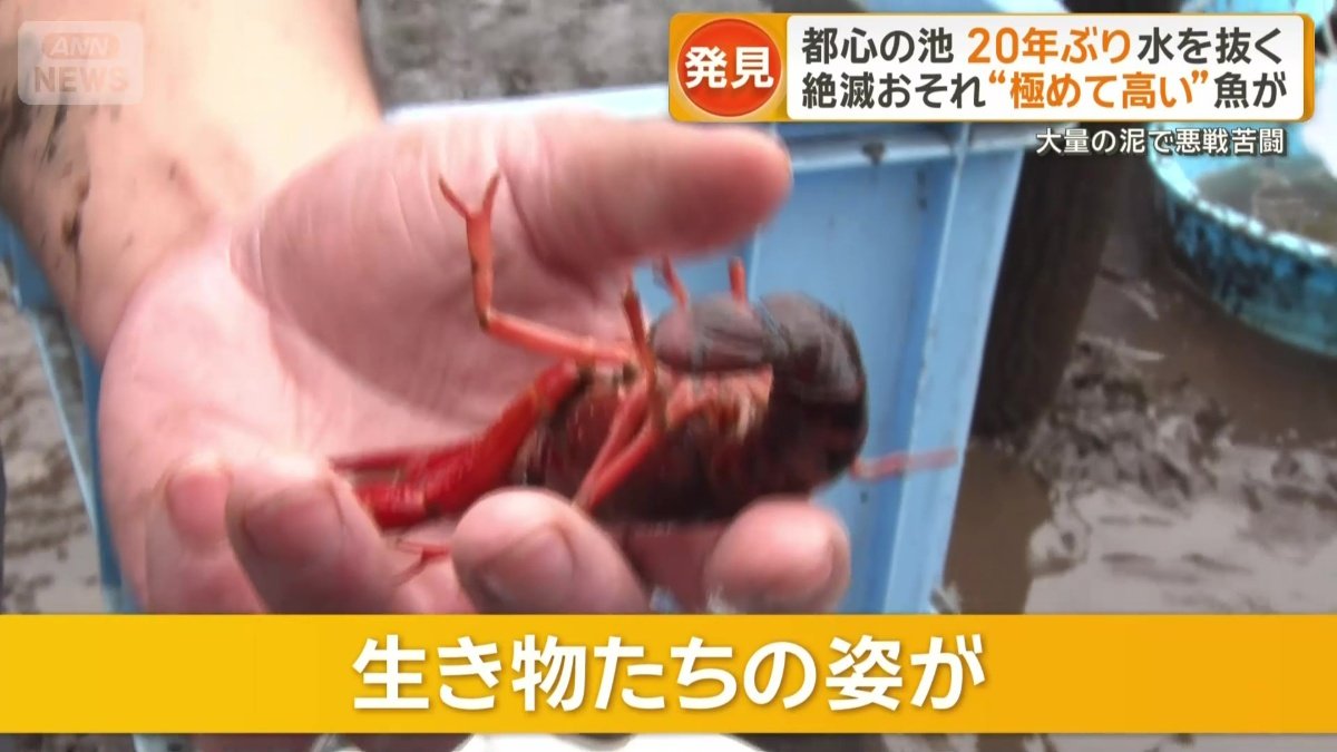 徐々に生き物たちが姿を