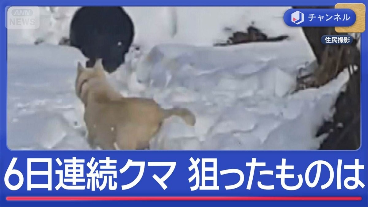 今度は通学路に 畑荒らす“親子グマ”も