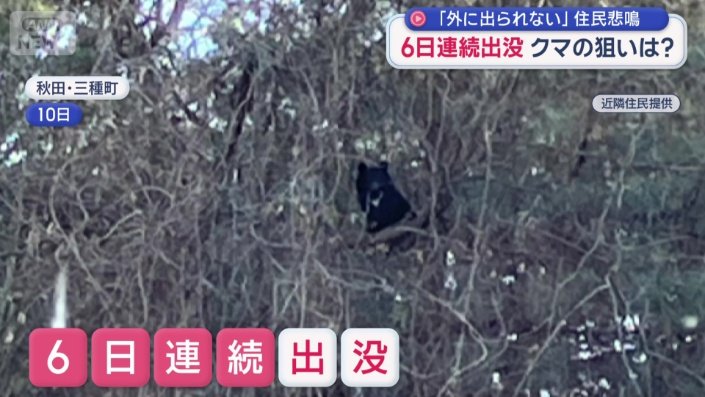 先週から6日連続でクマが現れている