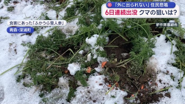 自慢のニンジンは無残にも食べつくされていた