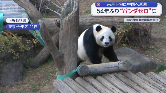 ジャイアントパンダ