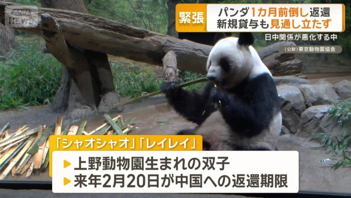 日本国内にいるパンダは2頭