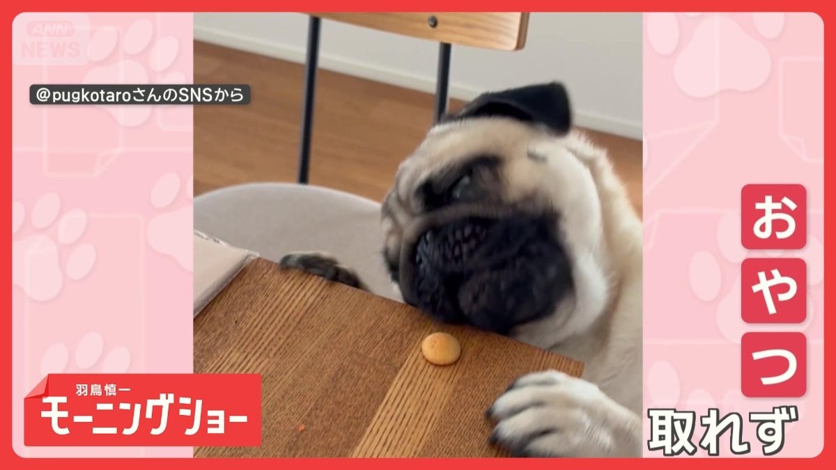 もう少しなのに…届かない！　絶対に口で取りたいワンちゃん　近くて遠いおやつ　