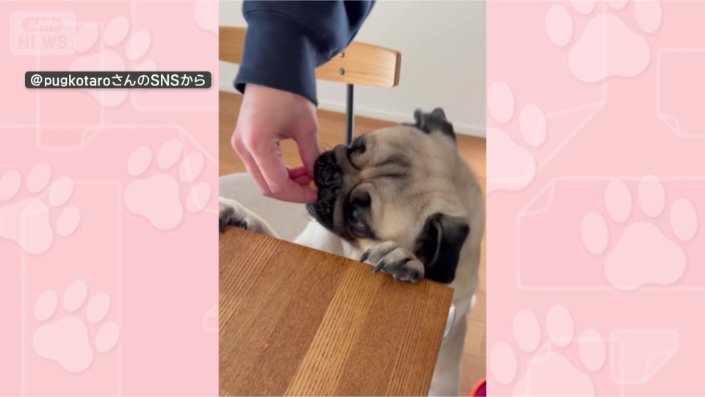 おやつ、いただくワン