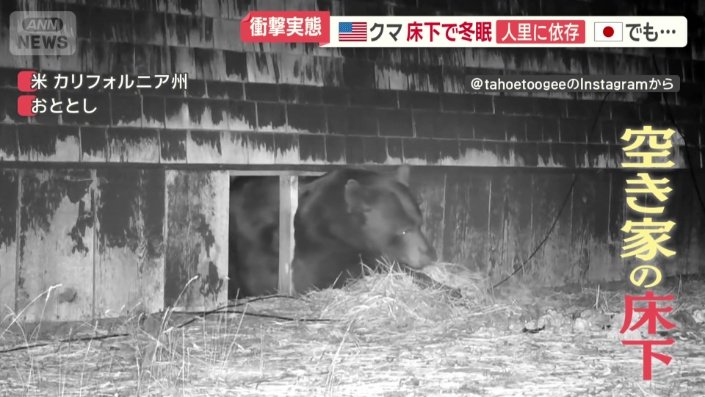 空き家の床下に入ろうとするクマ