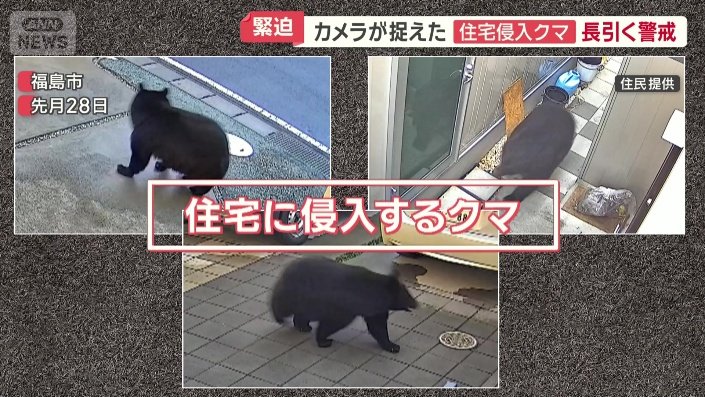 住宅に侵入するクマ