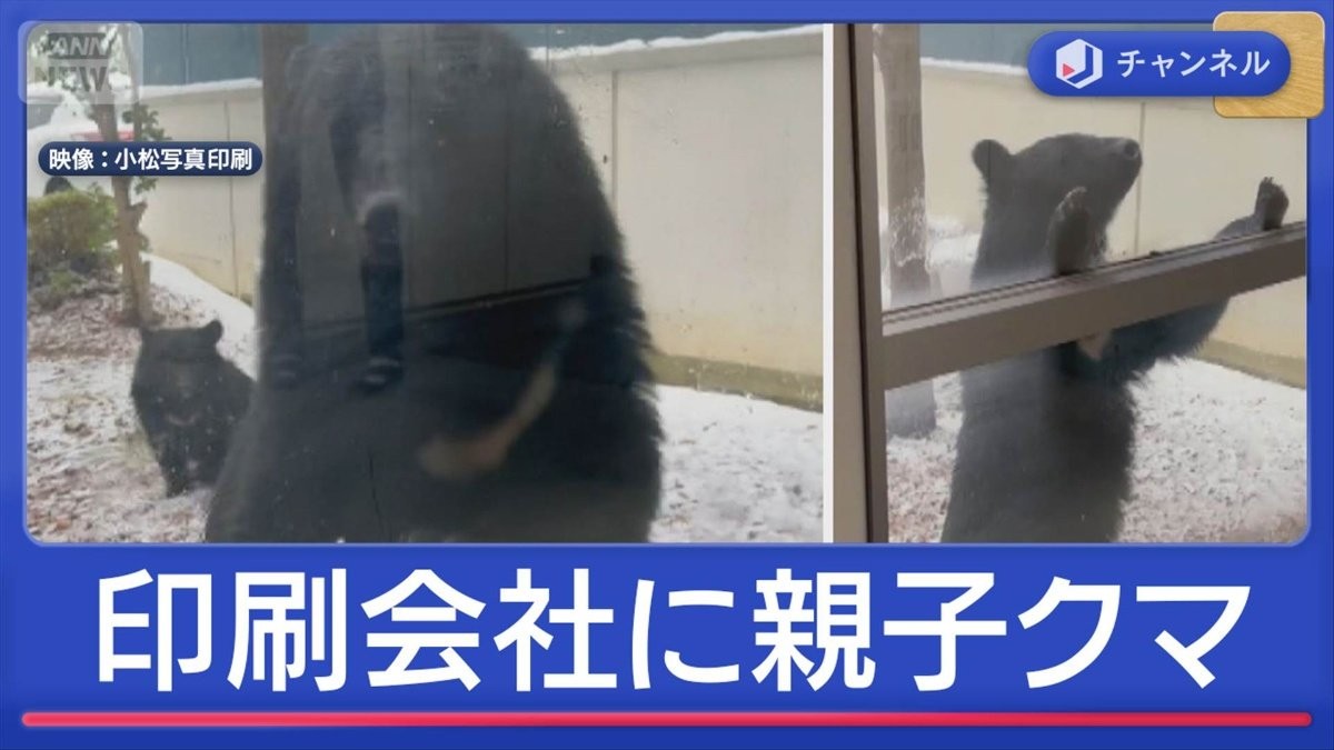 なぜ？積雪のなか印刷会社に親子クマ　カメラ捉えた驚きの行動