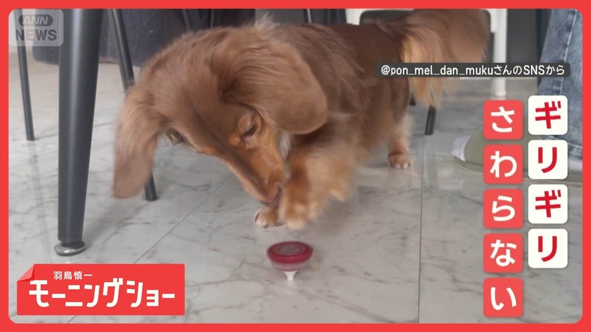 興味はあるけど… 絶対にコマは触らない! すれすれでノータッチなワンちゃん