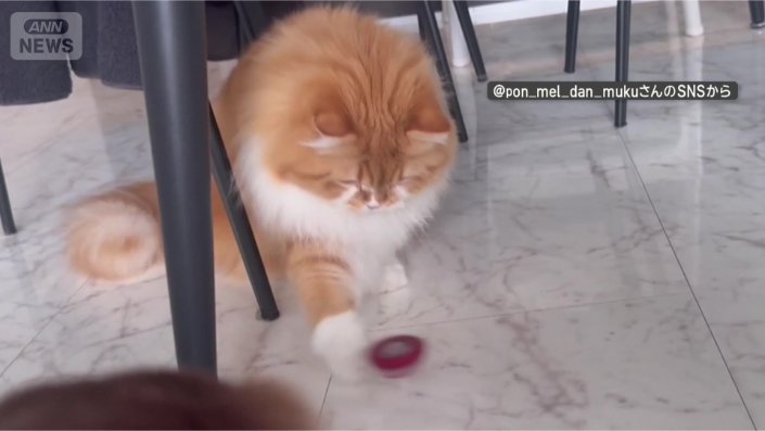 コマにネコパンチ