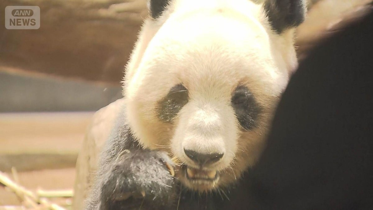 上野のパンダにファン殺到 4時間待ち、観覧は1分に制限 23日からネット予約必要