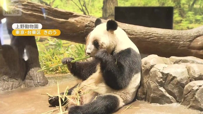 双子のジャイアントパンダ