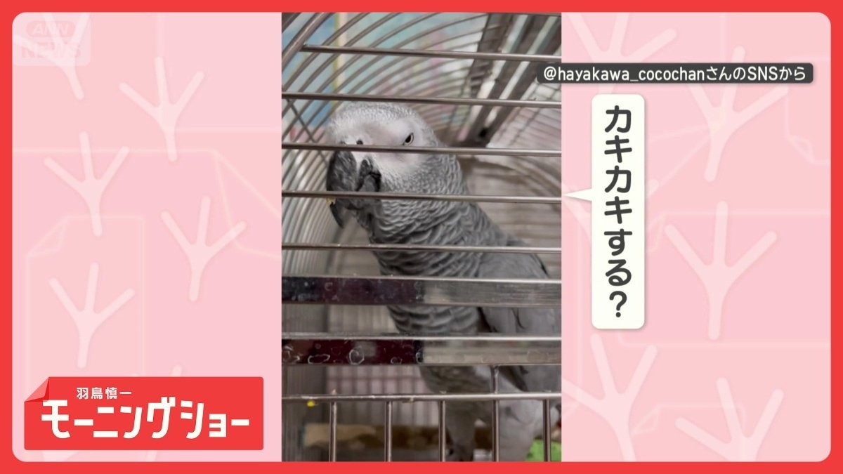 もっと！もっと〜！！　カキカキを何度もおねだり　日本語ペラペラなヨウムさん