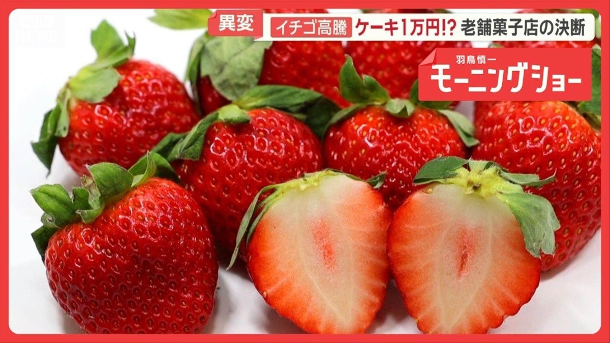 イチゴ高騰がクリスマス直撃 生育不良…生産現場で何が “真っ白ケーキ”登場のワケ