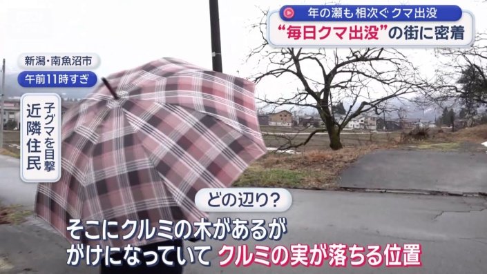 クルミの木の周辺に子グマ出没