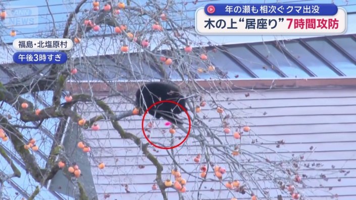 麻酔銃が命中
