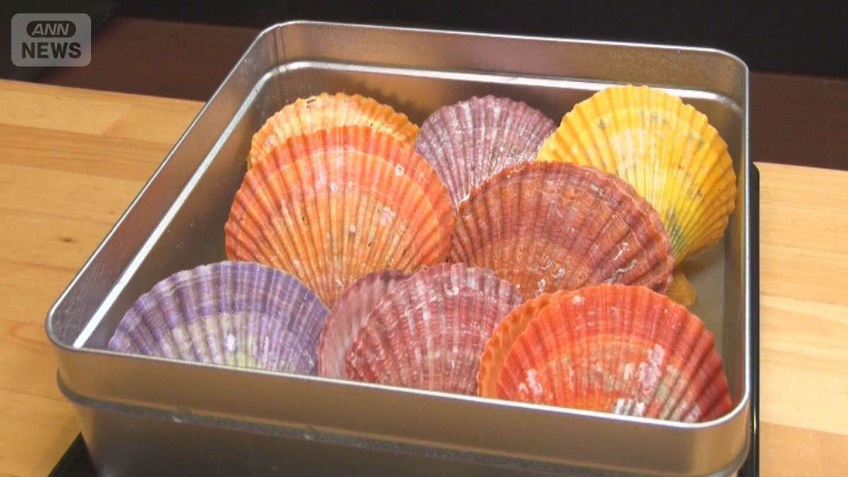 ホタテ高騰、そっくり貝人気　カラフル貝殻「南国ホタテ」シャキシャキ・さっぱり味も