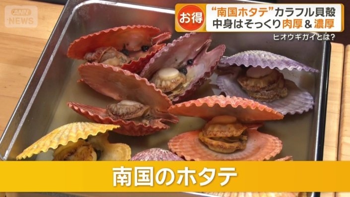 熊本県天草産　ヒオウギガイ