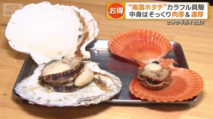 ホタテ1枚1320円　ヒオウギガイは660円