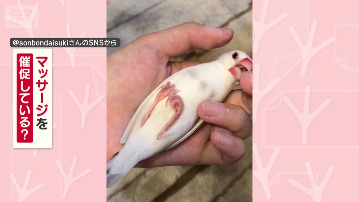 マッサージを催促してる?