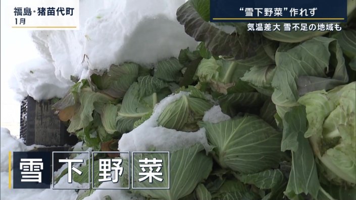 雪下野菜