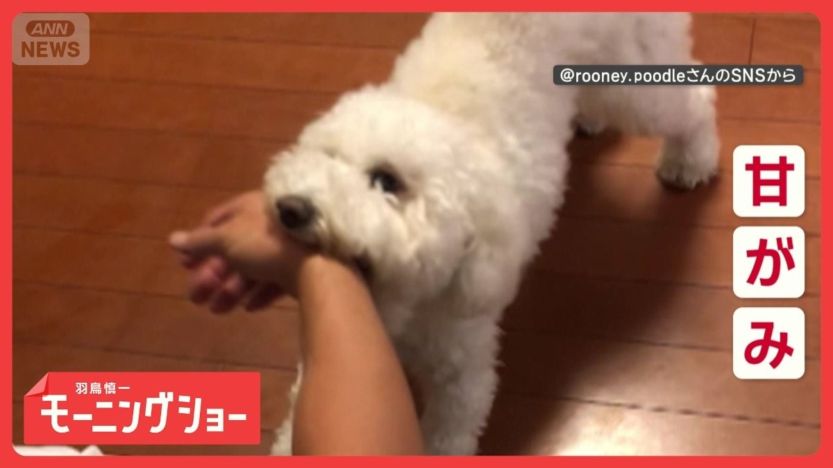 甘がみと飼い主さんが大好きだワン　「かっこいい」褒められると…我に返る？　