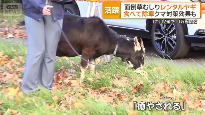 においや鳴き声のトラブルなし