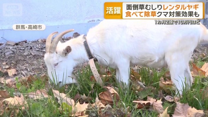 生い茂る雑草を一心に食べるヤギ