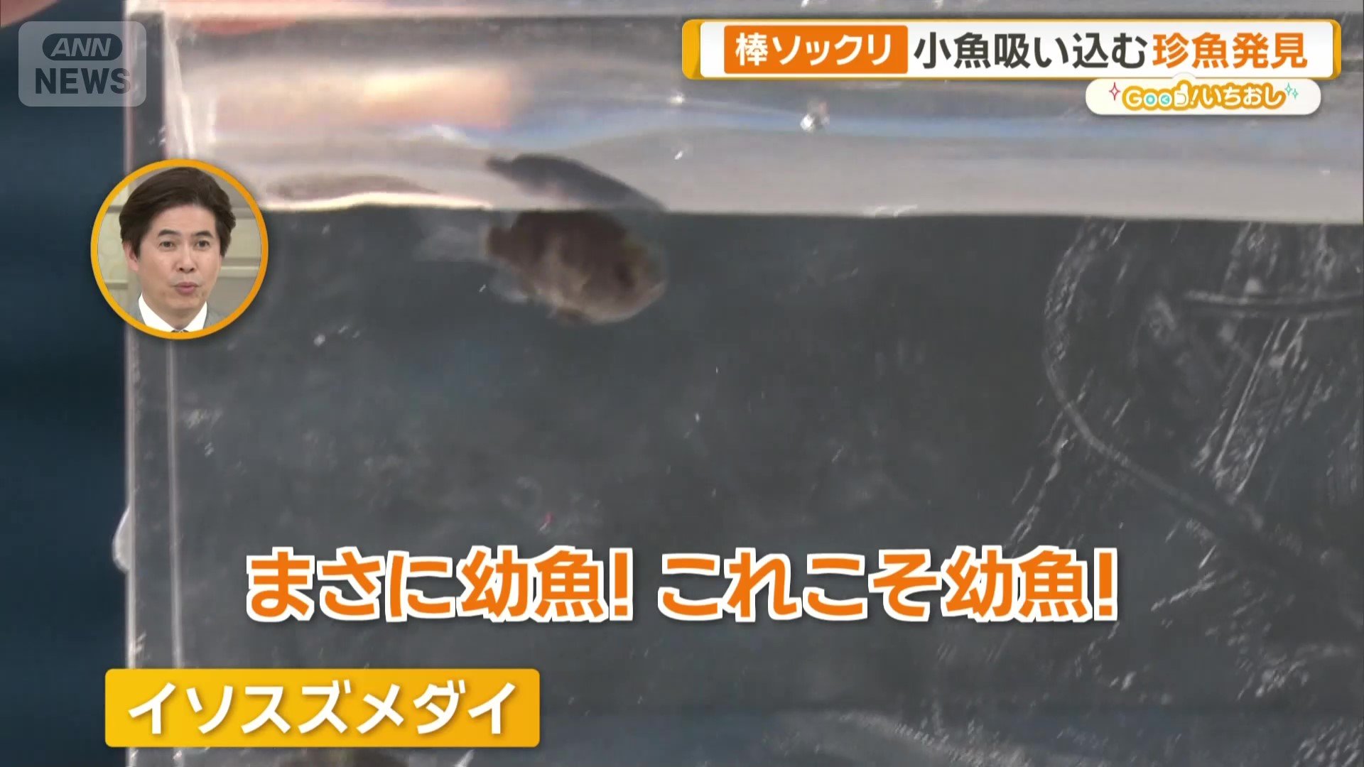 イソスズメダイ