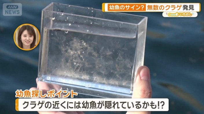 クラゲの近くには幼魚が？