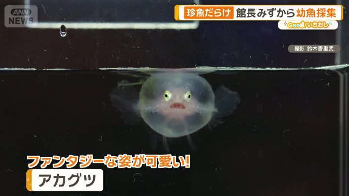 アカグツの幼魚