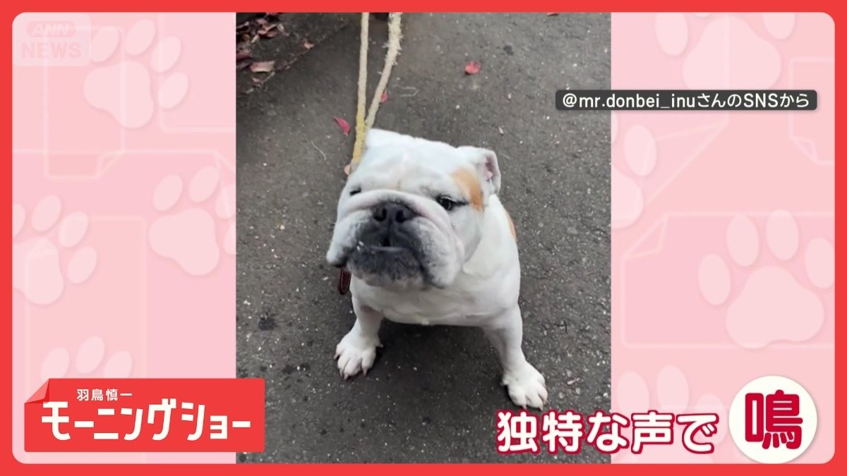 ワンちゃんらしからぬ…独特な鳴き声　飼い主さんに何か訴えてる？　