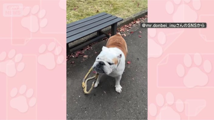 お願いがあるワン