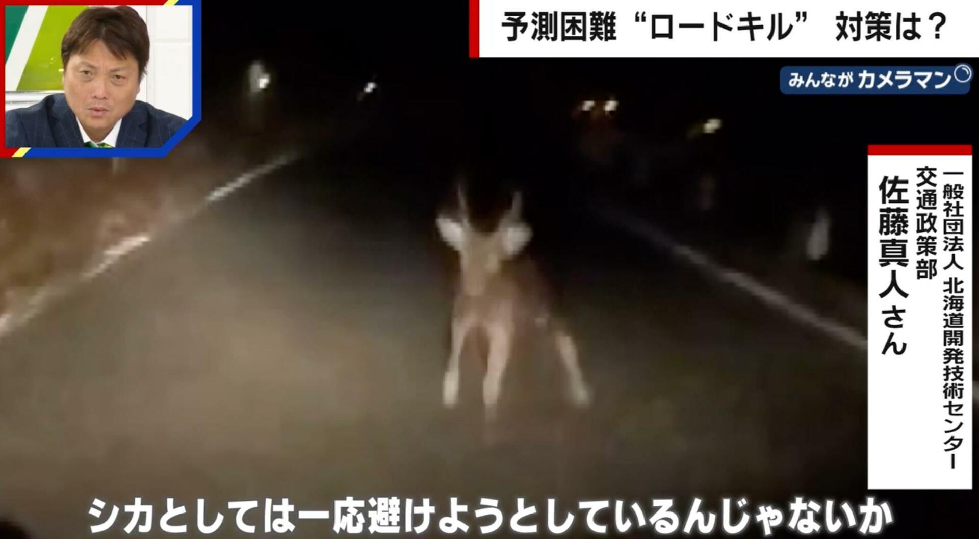 野生動物との衝突事故「ロードキル」どう注意する？ 専門家が指摘「見通しがいいのにブレーキ痕がある道路は動物が現れた可能性」