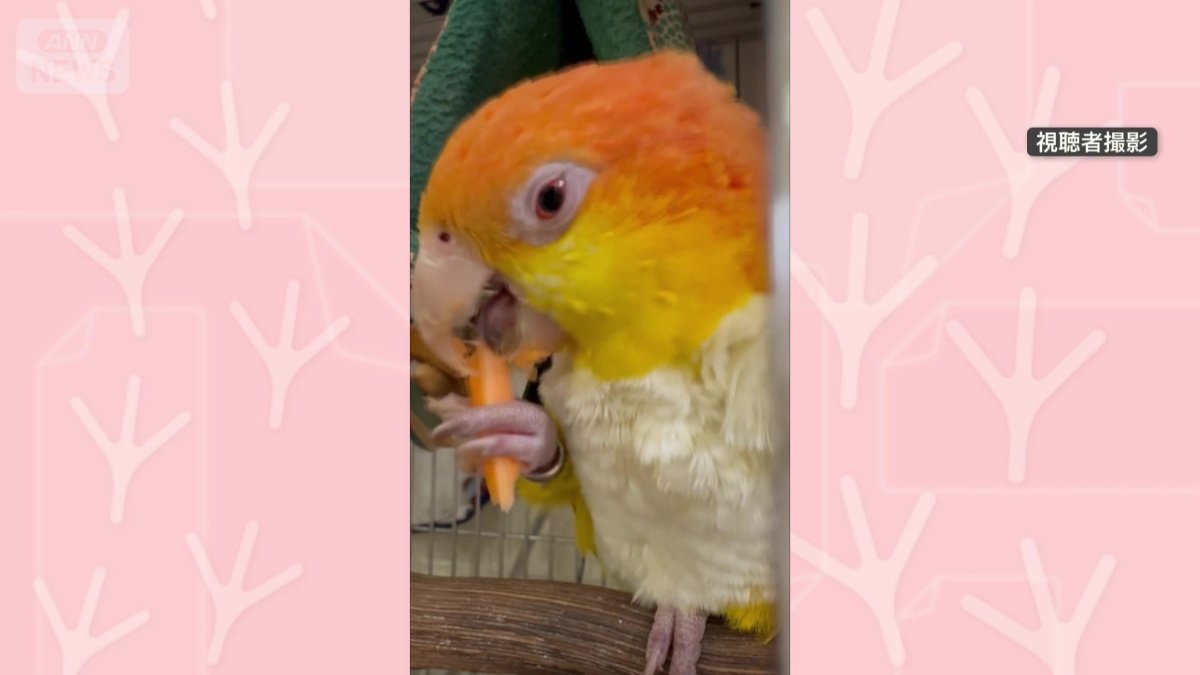 おやつのにんじんを頬張る