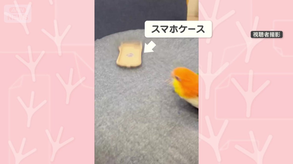 スマホケース見つけた！