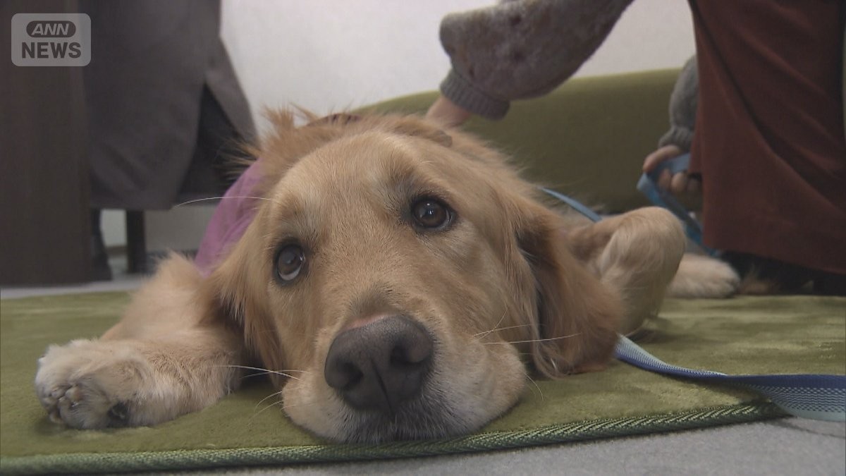 「わたしを少し強くしてくれた」　犯罪被害にあった子どもに寄り添う「付添犬」とは