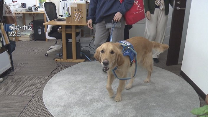 付添犬　インディ